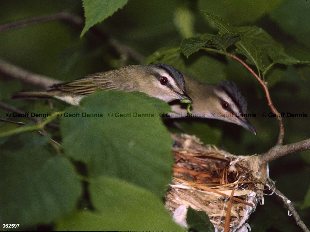 REVI-BQ_Red-eyed-Vireo