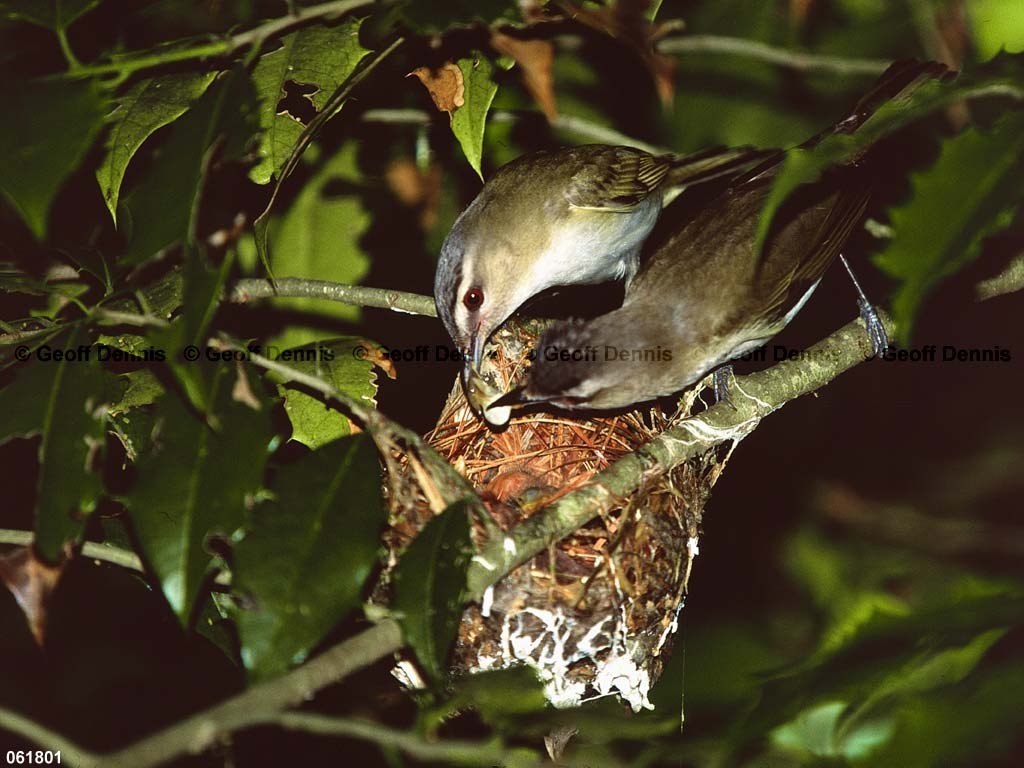 REVI-BR_Red-eyed-Vireo