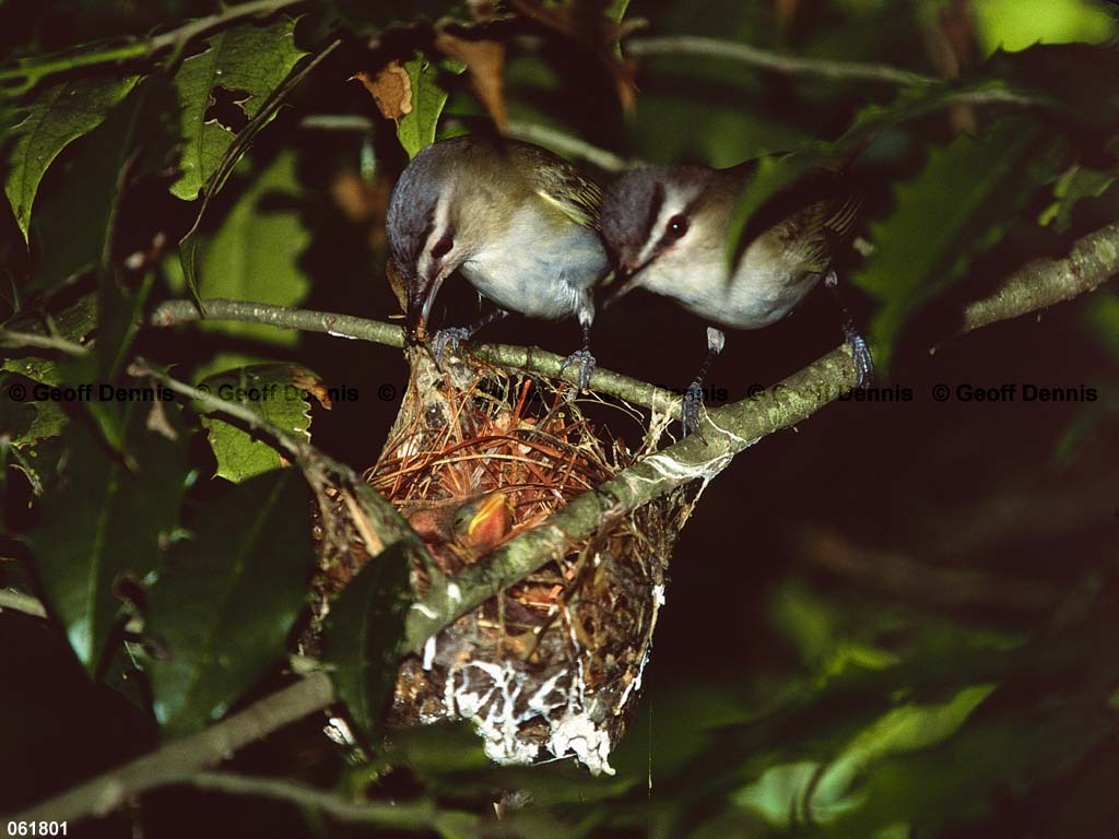 REVI-BS_Red-eyed-Vireo