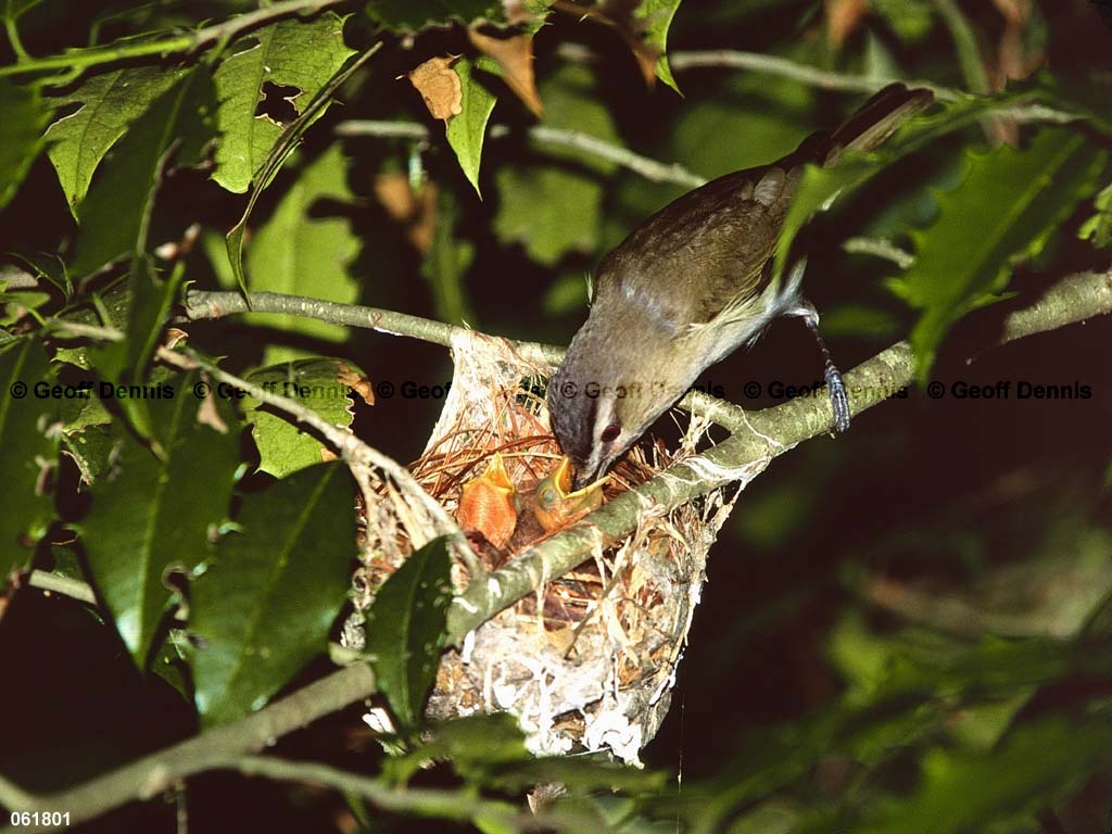 REVI-BT_Red-eyed-Vireo