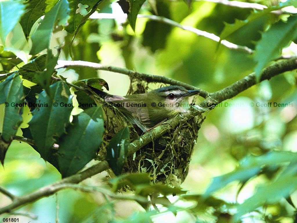 REVI-BU_Red-eyed-Vireo