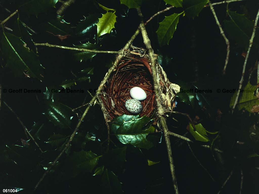 REVI-BW_Red-eyed-Vireo