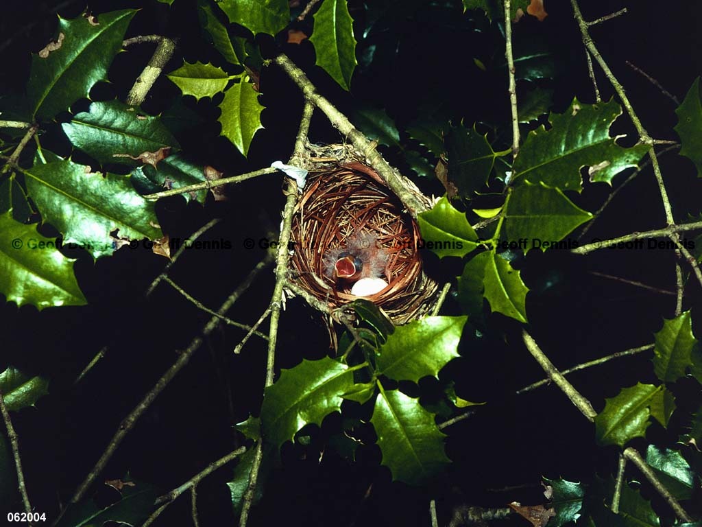 REVI-BX_Red-eyed-Vireo