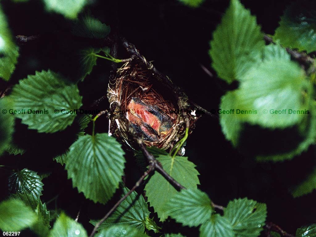 REVI-BZ_Red-eyed-Vireo