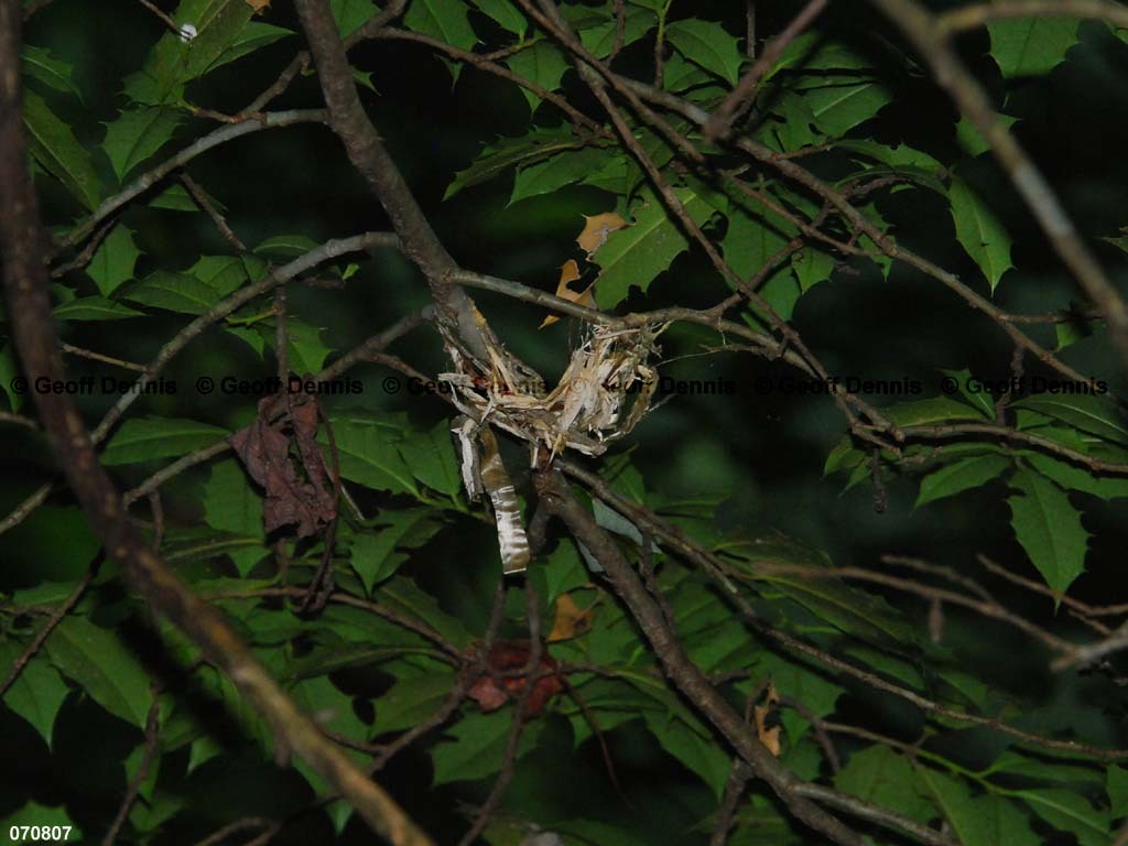 REVI-CA_Red-eyed-Vireo