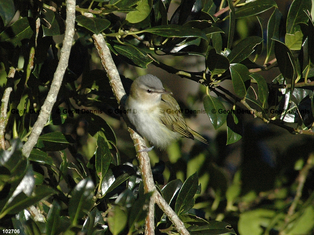 REVI-CB_Red-eyed-Vireo