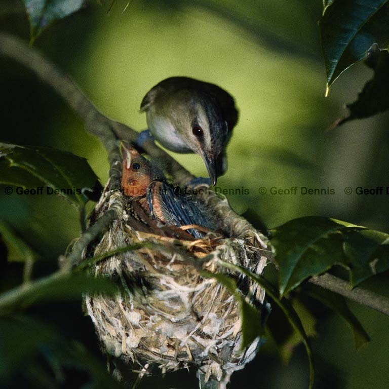 REVI-CC_Red-eyed-Vireo