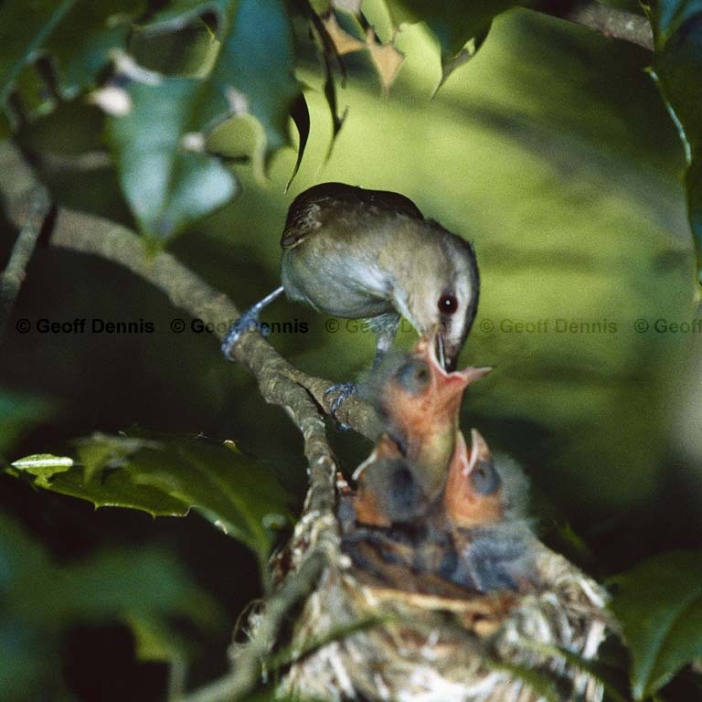 REVI-CD_Red-eyed-Vireo