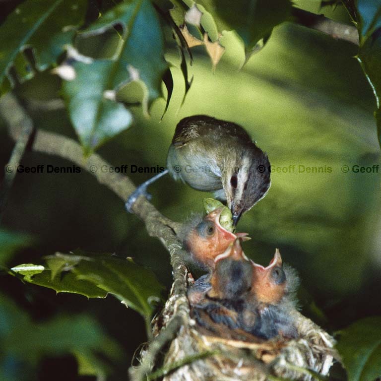 REVI-CE_Red-eyed-Vireo