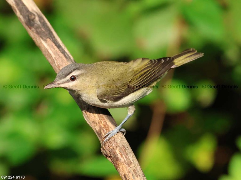 REVI-CF_Red-eyed-Vireo