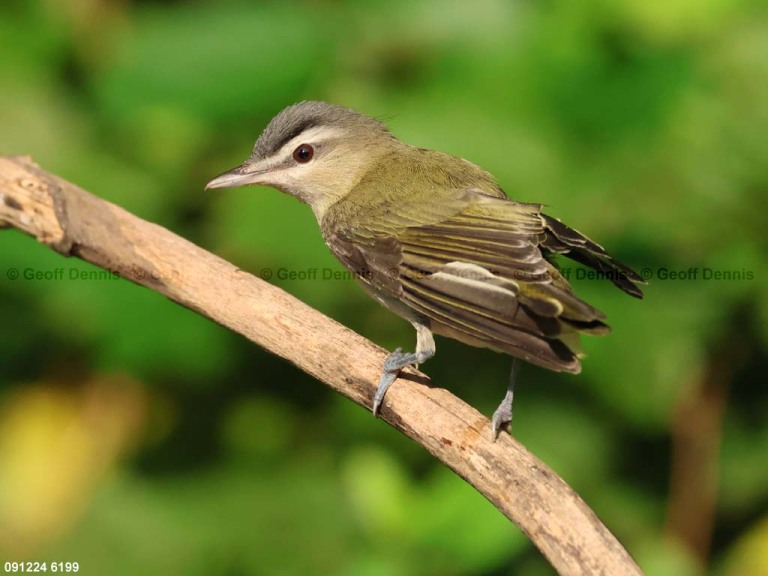 REVI-CG_Red-eyed-Vireo