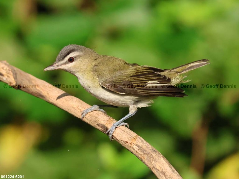 REVI-CH_Red-eyed-Vireo