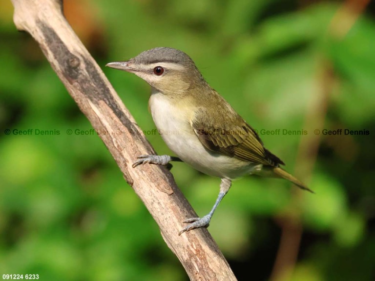 REVI-CI_Red-eyed-Vireo