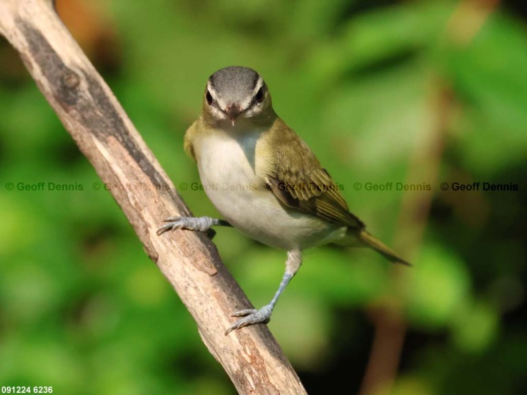 REVI-CJ_Red-eyed-Vireo