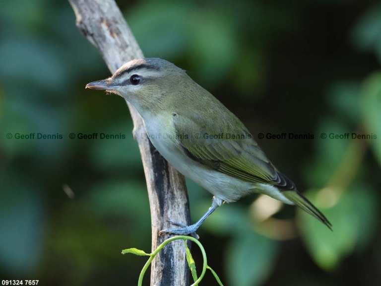 REVI-CK_Red-eyed-Vireo