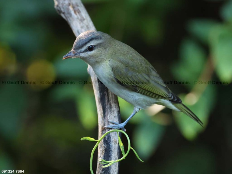 REVI-CL_Red-eyed-Vireo