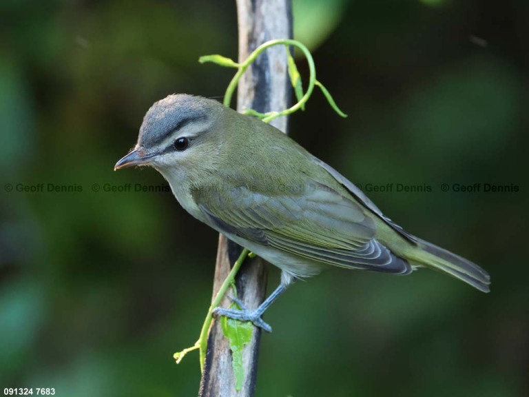 REVI-CM_Red-eyed-Vireo