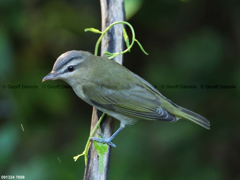 REVI-CN_Red-eyed-Vireo