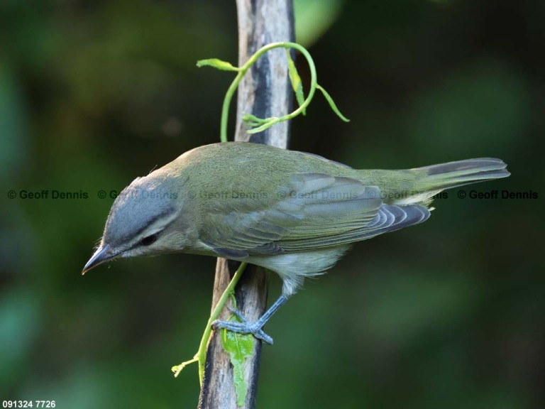 REVI-CO_Red-eyed-Vireo