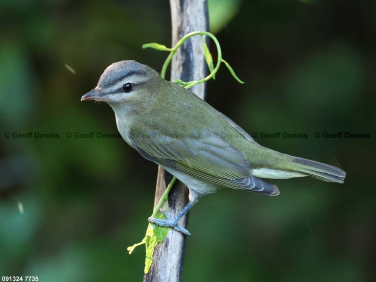 REVI-CP_Red-eyed-Vireo