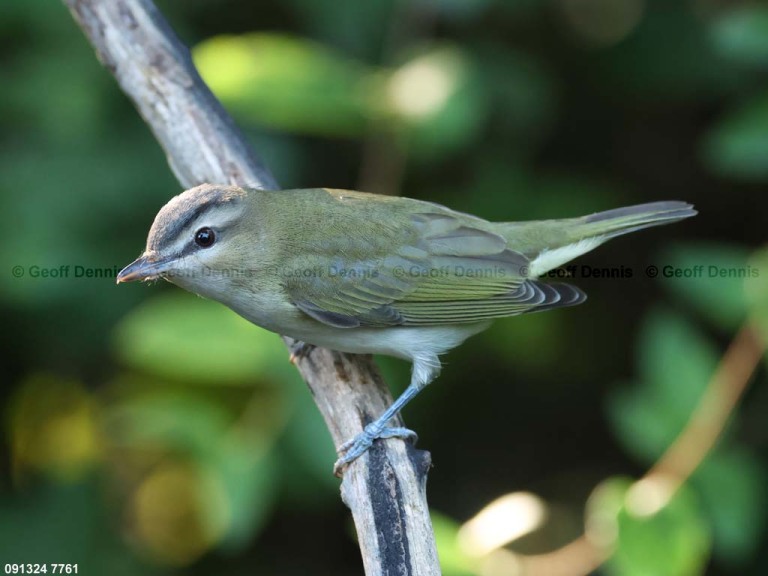 REVI-CQ_Red-eyed-Vireo