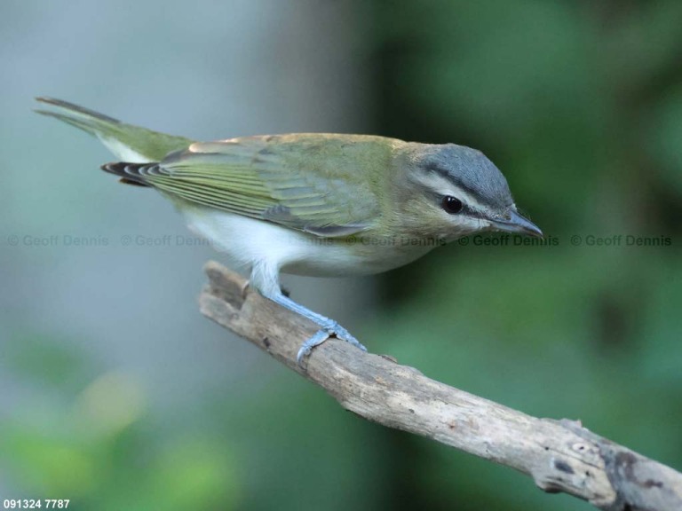 REVI-CR_Red-eyed-Vireo