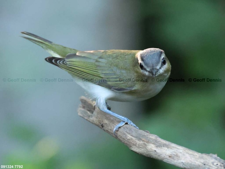 REVI-CS_Red-eyed-Vireo