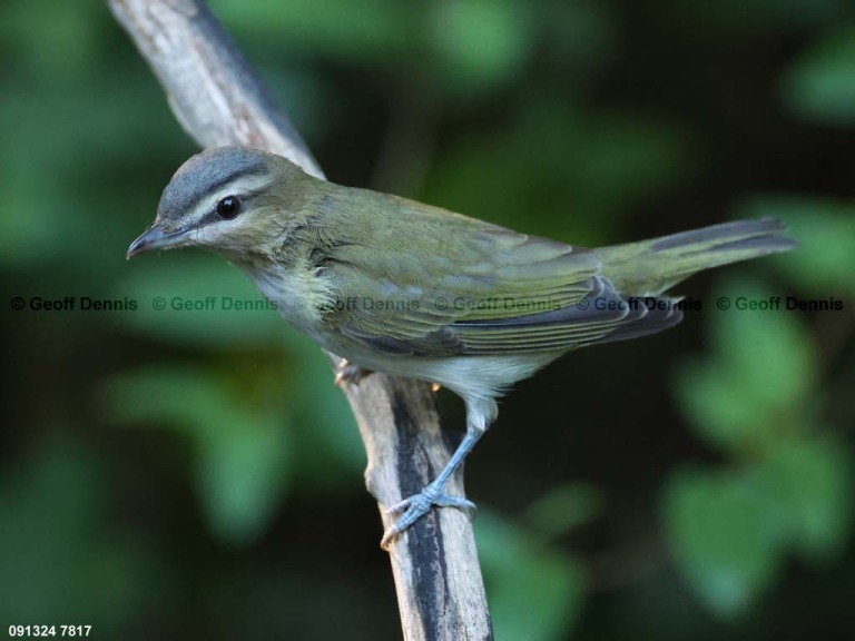 REVI-CT_Red-eyed-Vireo