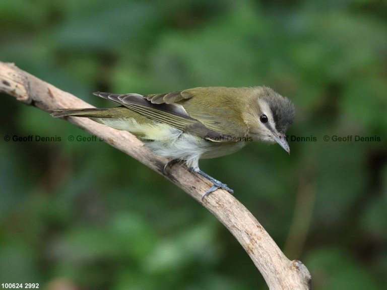 REVI-CU_Red-eyed-Vireo