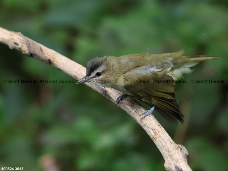 REVI-CV_Red-eyed-Vireo