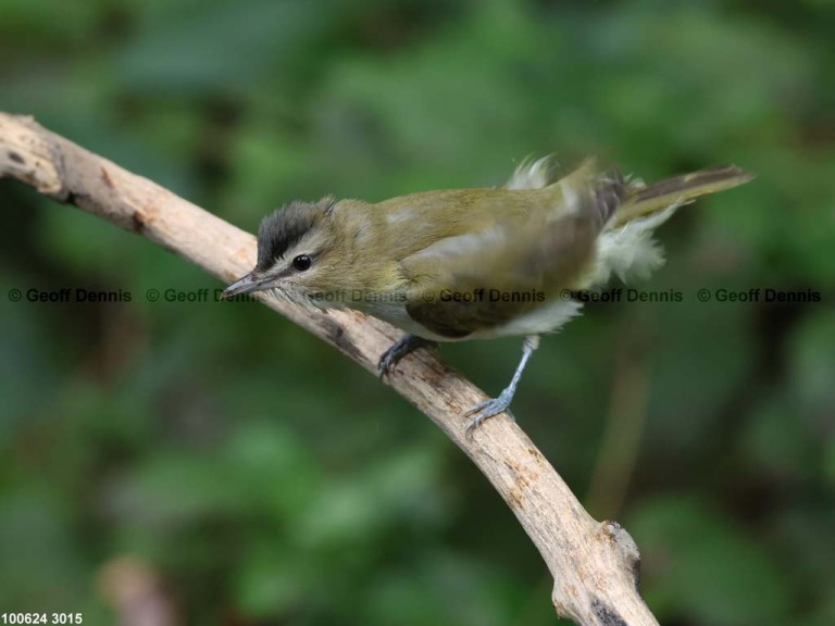 REVI-CW_Red-eyed-Vireo