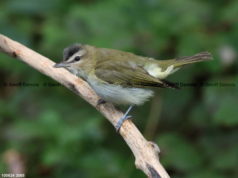 REVI-CY_Red-eyed-Vireo