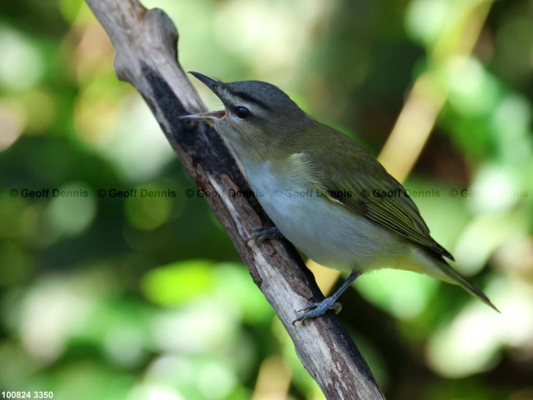 REVI-CZ_Red-eyed-Vireo