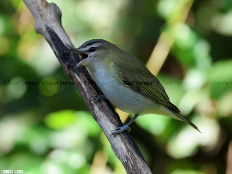 REVI-DA_Red-eyed-Vireo