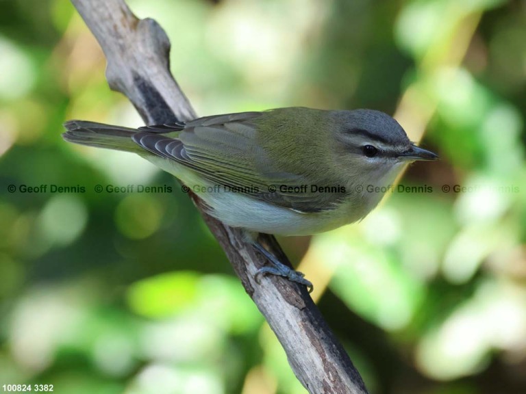 REVI-DB_Red-eyed-Vireo