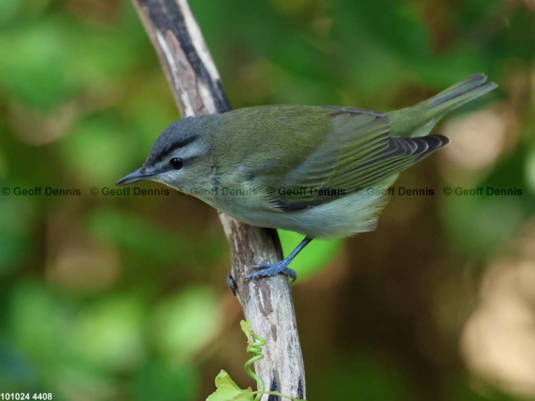 REVI-DC_Red-eyed-Vireo