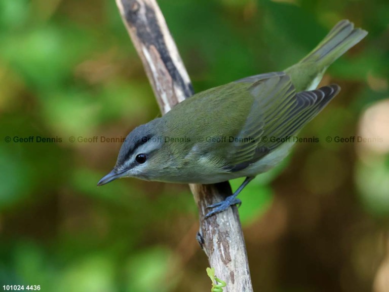 REVI-DD_Red-eyed-Vireo