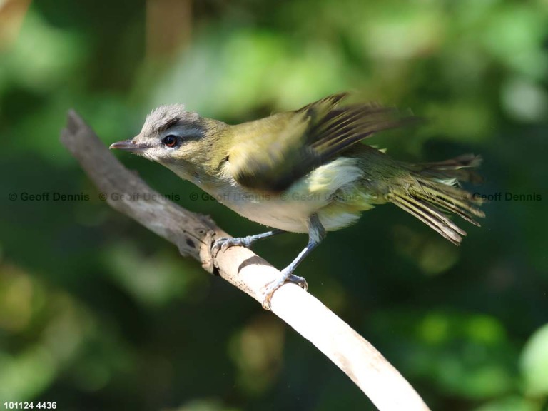 REVI-DE_Red-eyed-Vireo