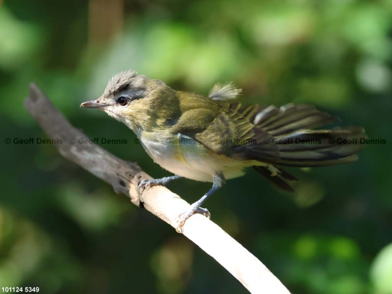 REVI-DF_Red-eyed-Vireo