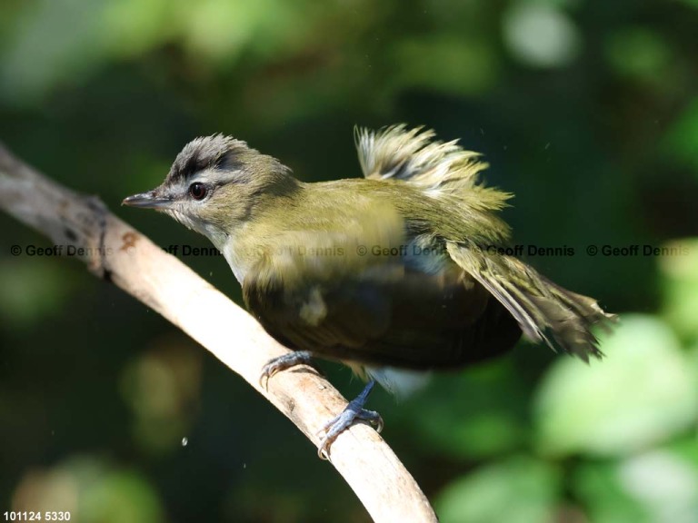 REVI-DG_Red-eyed-Vireo