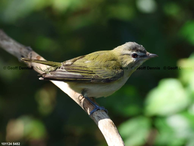 REVI-DH_Red-eyed-Vireo