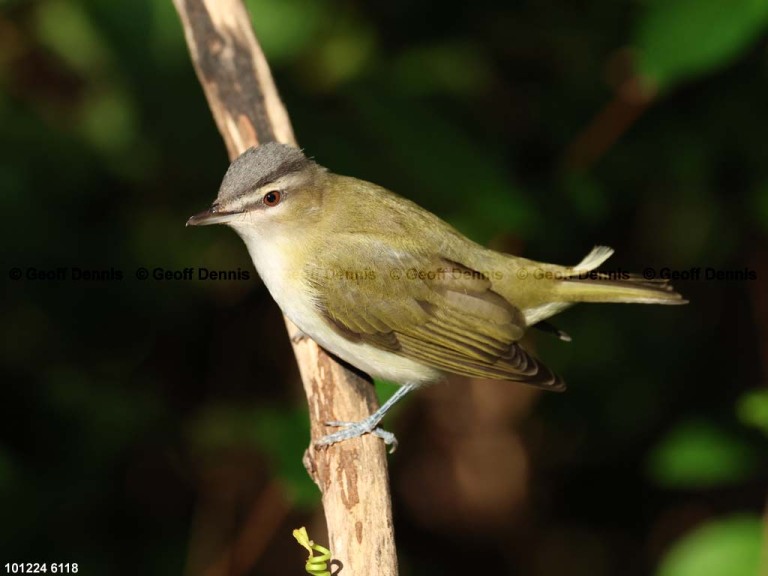 REVI-DI_Red-eyed-Vireo