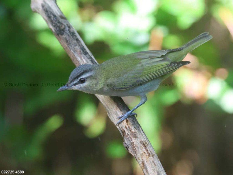 REVI-DJ_Red-eyed-Vireo