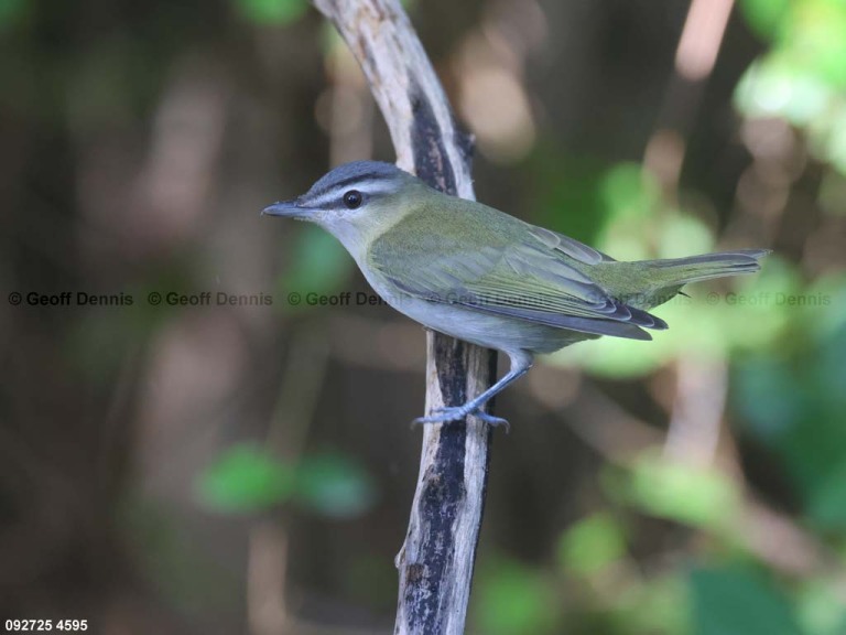 REVI-DK_Red-eyed-Vireo