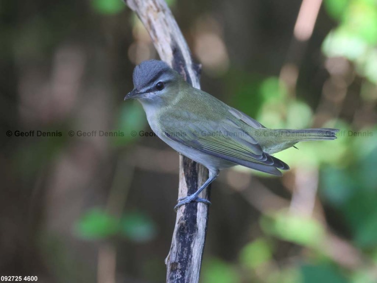 REVI-DL_Red-eyed-Vireo