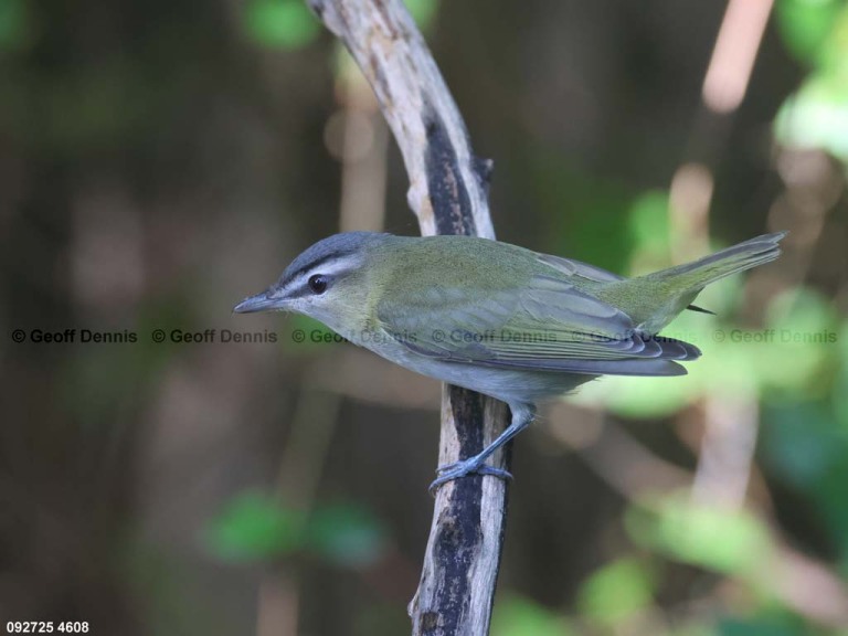 REVI-DM_Red-eyed-Vireo