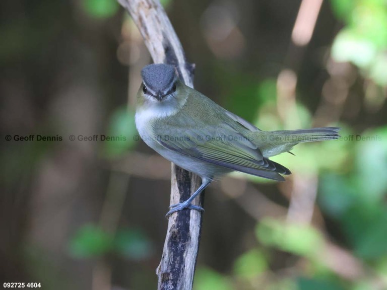 REVI-DN_Red-eyed-Vireo