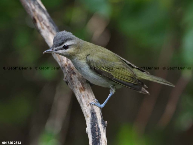 REVI-DO_Red-eyed-Vireo