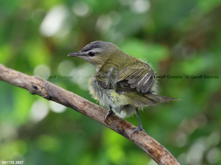 REVI-DP_Red-eyed-Vireo