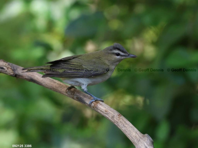 REVI-DQ_Red-eyed-Vireo